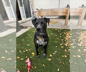 Dolly Lu - Female Boxer-Pointer Mix Dog for Adoption - Photo #24