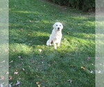 Small Photo #24 English Cream Golden Retriever Puppy For Sale in NORTHWOOD, OH, USA