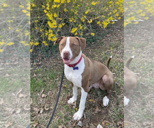 Medium Photo #5 American Pit Bull Terrier-Pointer Mix Puppy For Sale in Cookeville, TN, USA