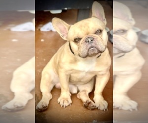 Father of the French Bulldog puppies born on 10/09/2025