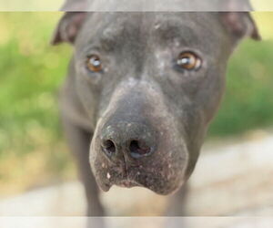 Mutt Dogs for adoption in Tulsa, OK, USA