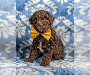 Poodle (Miniature)-Shepadoodle Mix Puppy for sale in GLEN ROCK, PA, USA