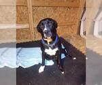 Small #8 Retriever  Mix