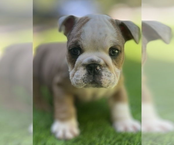 Medium Photo #12 Bulldog Puppy For Sale in STOCKBRIDGE, GA, USA