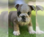 Small Photo #12 Bulldog Puppy For Sale in STOCKBRIDGE, GA, USA