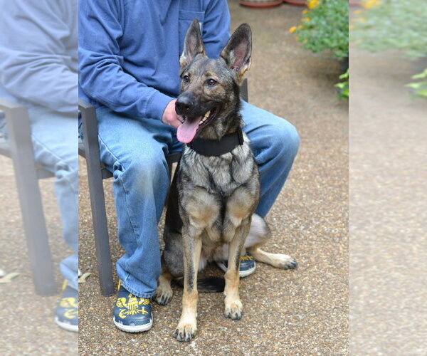 Medium Photo #4 German Shepherd Dog Puppy For Sale in Enfield, CT, USA