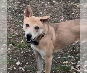 Nessi - Female Mutt Dog for Adoption - Photo #7