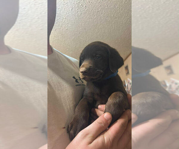 Medium Photo #1 Labrador Retriever Puppy For Sale in ROLLA, MO, USA