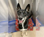 ALASKA - Female German Shepherd Dog-Unknown Mix Dog for Adoption - Small photo