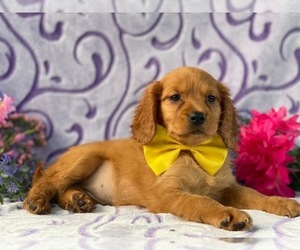 Golden Retriever Puppy for sale in LANCASTER, PA, USA