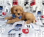 Small #3 Cavapoo (Miniature)