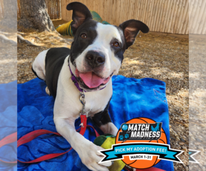 Mutt Dogs for adoption in Philadelphia, PA, USA