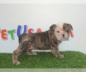 Bulldog Puppy for sale in LIBERTY, TX, USA