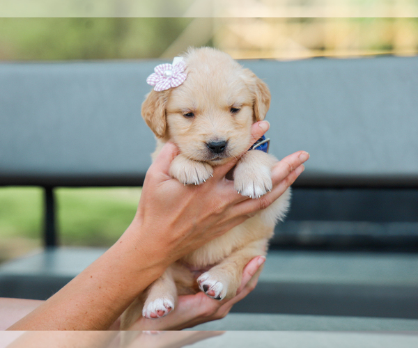 Medium Photo #2 Golden Retriever Puppy For Sale in LIBERTY, KY, USA
