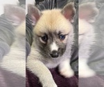 Small #26 Pomsky