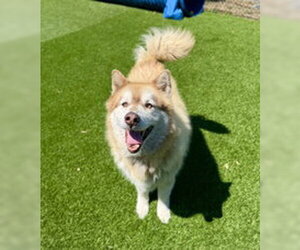 Alaskan Malamute Dogs for adoption in Salinas, CA, USA
