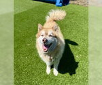Small Alaskan Malamute