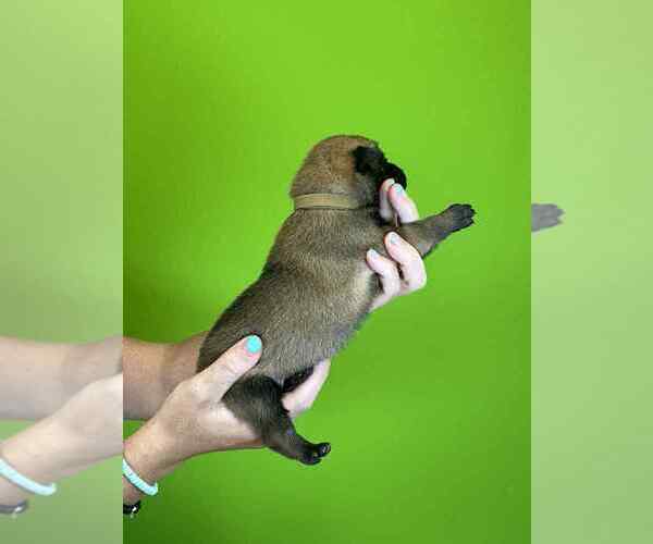 Medium Photo #2 Belgian Malinois Puppy For Sale in S CHARLESTON, WV, USA