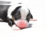 Small #4 Miniature Australian Shepherd