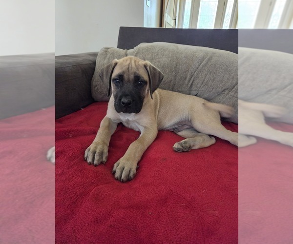 Medium Photo #2 Mastiff Puppy For Sale in WALNUT COVE, NC, USA