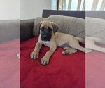 Small Photo #2 Mastiff Puppy For Sale in WALNUT COVE, NC, USA