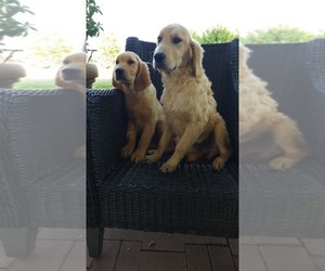 English Cream Golden Retriever Puppy for sale in ELVERTA, CA, USA