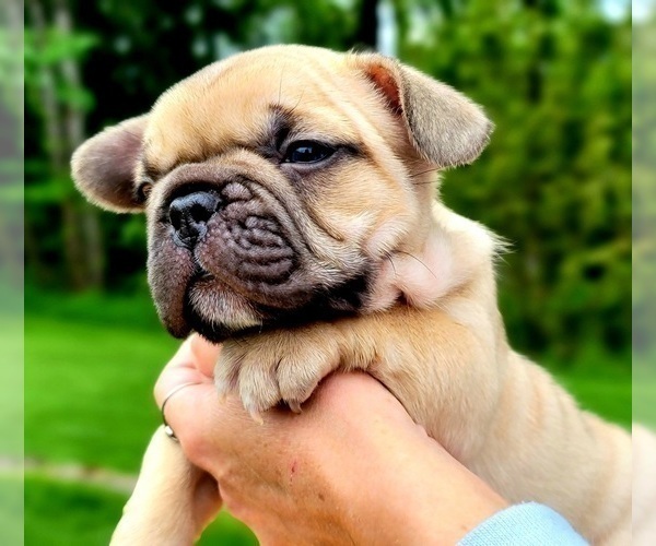 Medium Photo #3 French Bulldog Puppy For Sale in PUYALLUP, WA, USA