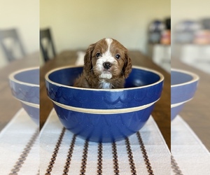 Cavapoo Puppy for sale in COAL CITY, IN, USA