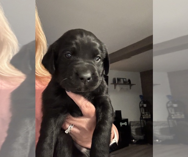 Medium Photo #6 Labrador Retriever Puppy For Sale in MONROE, MI, USA