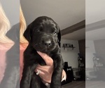Small #5 Labrador Retriever