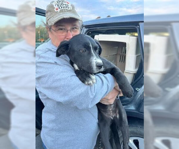 Medium Photo #3 Borador Puppy For Sale in Mt. Laurel, NJ, USA