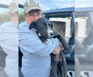 Borador Dogs for adoption in Mt. Laurel, NJ, USA