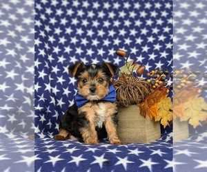 Shorkie Tzu-Yorkshire Terrier Mix Puppy for sale in KIRKWOOD, PA, USA