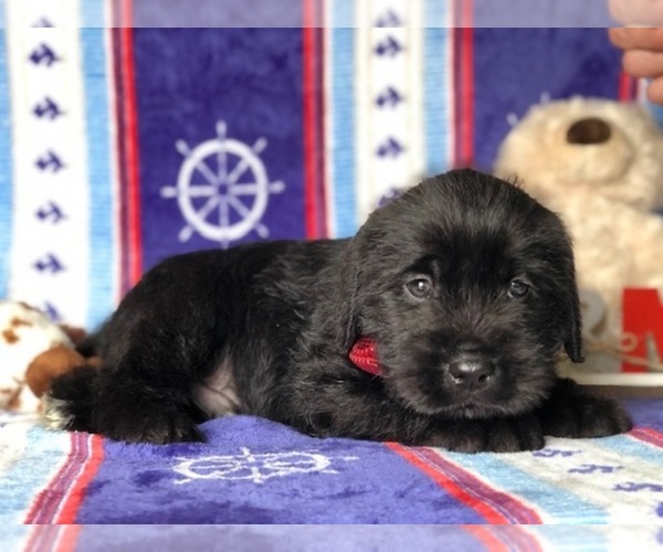 Medium Photo #5 Cane Corso-Labradoodle Mix Puppy For Sale in CLAY, PA, USA