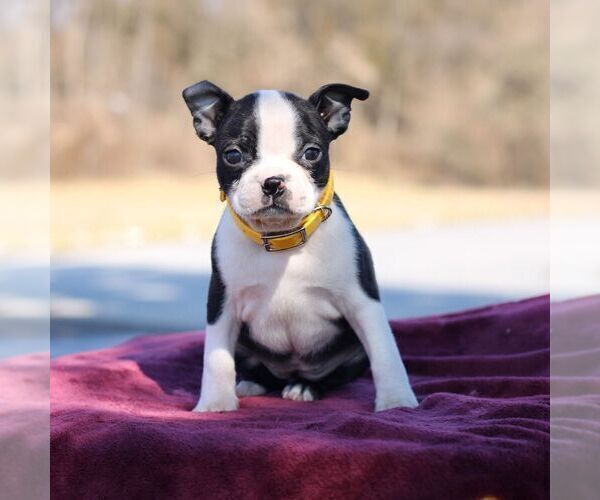 Medium Photo #1 Boston Terrier Puppy For Sale in PORT ROYAL, PA, USA