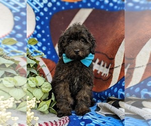 Poodle (Toy) Puppy for sale in LINCOLN UNIVERSITY, PA, USA