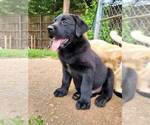 Small Photo #2 Labrador Retriever Puppy For Sale in TRAVELERS REST, SC, USA