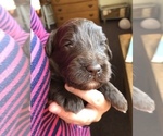Small #7 Labradoodle