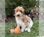 Small #2 Goldendoodle (Miniature)