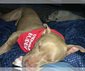 Chester - Male American Staffordshire Terrier Dog for Adoption - Photo #22