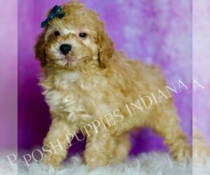 Medium Poodle (Miniature)