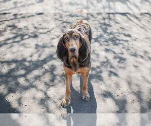 Bloodhound Dogs for adoption in Longview, WA, USA