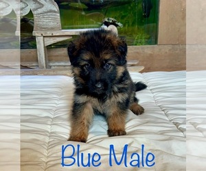 German Shepherd Dog Puppy for sale in INDIANAPOLIS, IN, USA