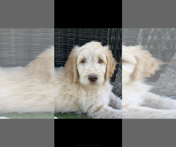 Medium Photo #7 Goldendoodle Puppy For Sale in RATHDRUM, ID, USA