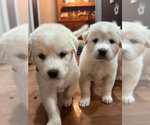 Small #2 Akbash-Great Pyrenees Mix