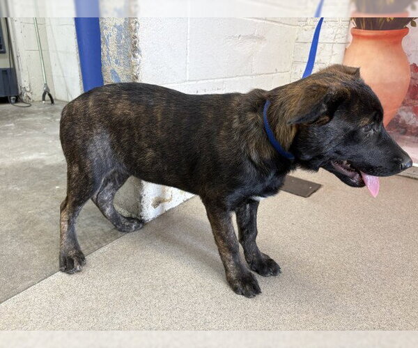 Medium Photo #1 German Shepherd Dog-Unknown Mix Puppy For Sale in San Bernardino, CA, USA