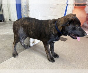 German Shepherd Dog-Unknown Mix Dogs for adoption in San Bernardino, CA, USA