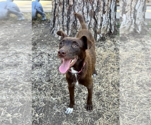 Medium Photo #3 Australian Kelpie-Unknown Mix Puppy For Sale in Marina Del Rey, CA, USA
