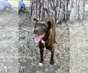 Kitty - Female Australian Kelpie-Unknown Mix Dog for Adoption - Photo #3