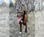 Small #2 Australian Kelpie Mix
